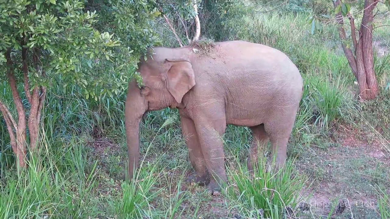 Episode 4: National park Kaudulla