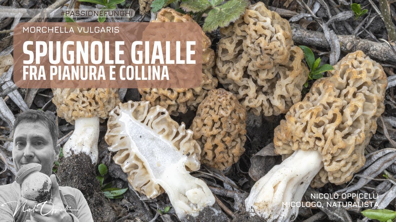 Funghi in Primavera: le spugnole gialle