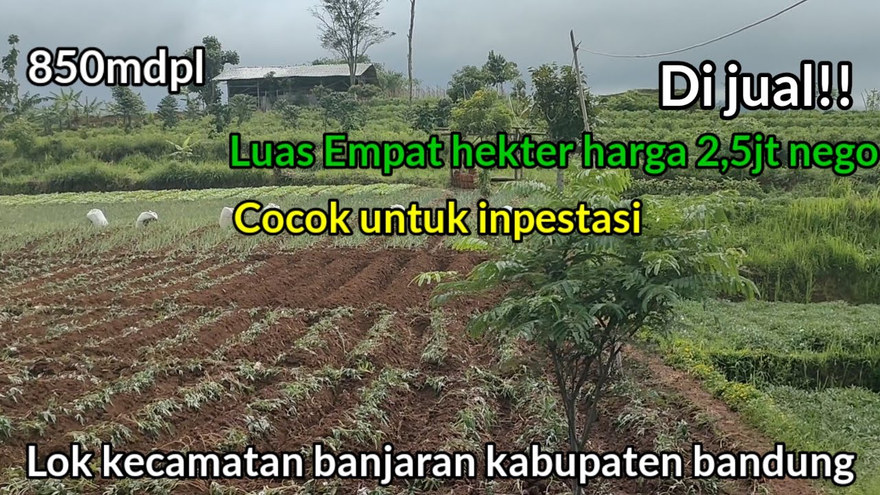 Djual Tanah Luas 4 Hektar cocok buat perkebunan peternakan dan pesantren 