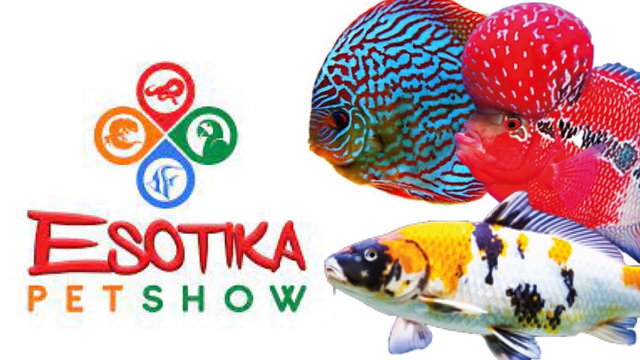 ESOTIKA PET SHOW 2024 a Vercelli ! Tour delle vasche e tanto altro...