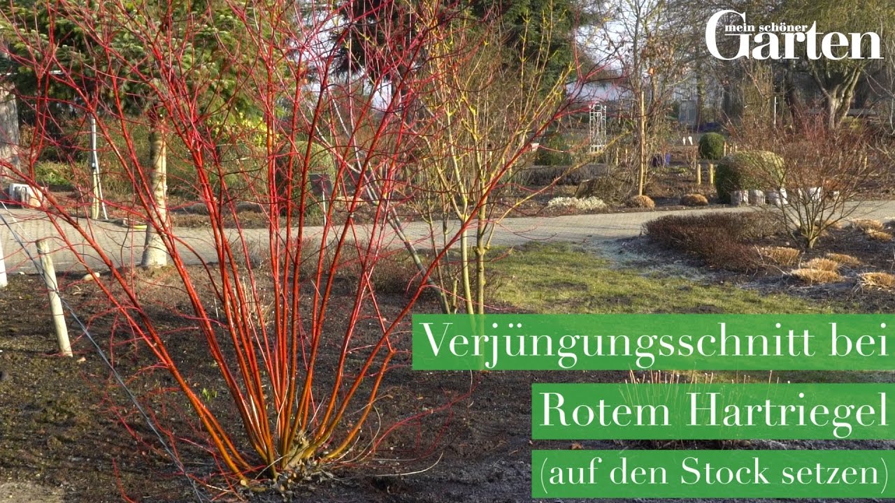Verj&uuml;ngungsschnitt bei Str&auml;uchern -  Neue Vitalit&auml;t f&uuml;r deine Str&auml;ucher