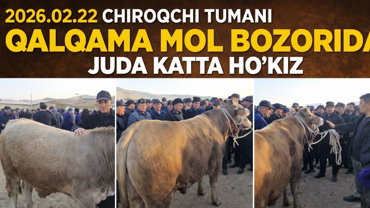 22 февраля 2026 г.CHIROQCHI TUMANI QALQAMA MOL BOZORI DAXSHAT SAVDO 👍
