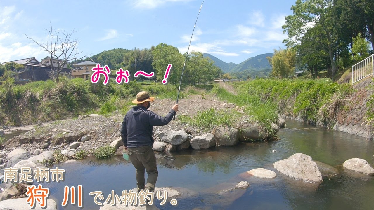 まるで釣り堀ー！ 正に〇〇マ〇が入れ食い状態でした！  南足柄市 狩川で小物釣り。