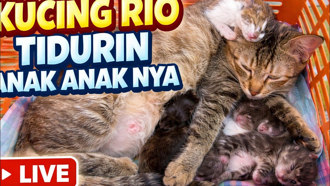 KUCING RIO MAU TIDUR SAMA ANAK ANAK NYA