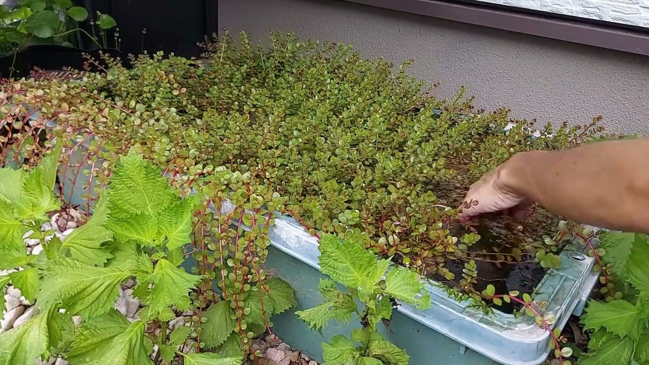 メダカ池　水草の除去！