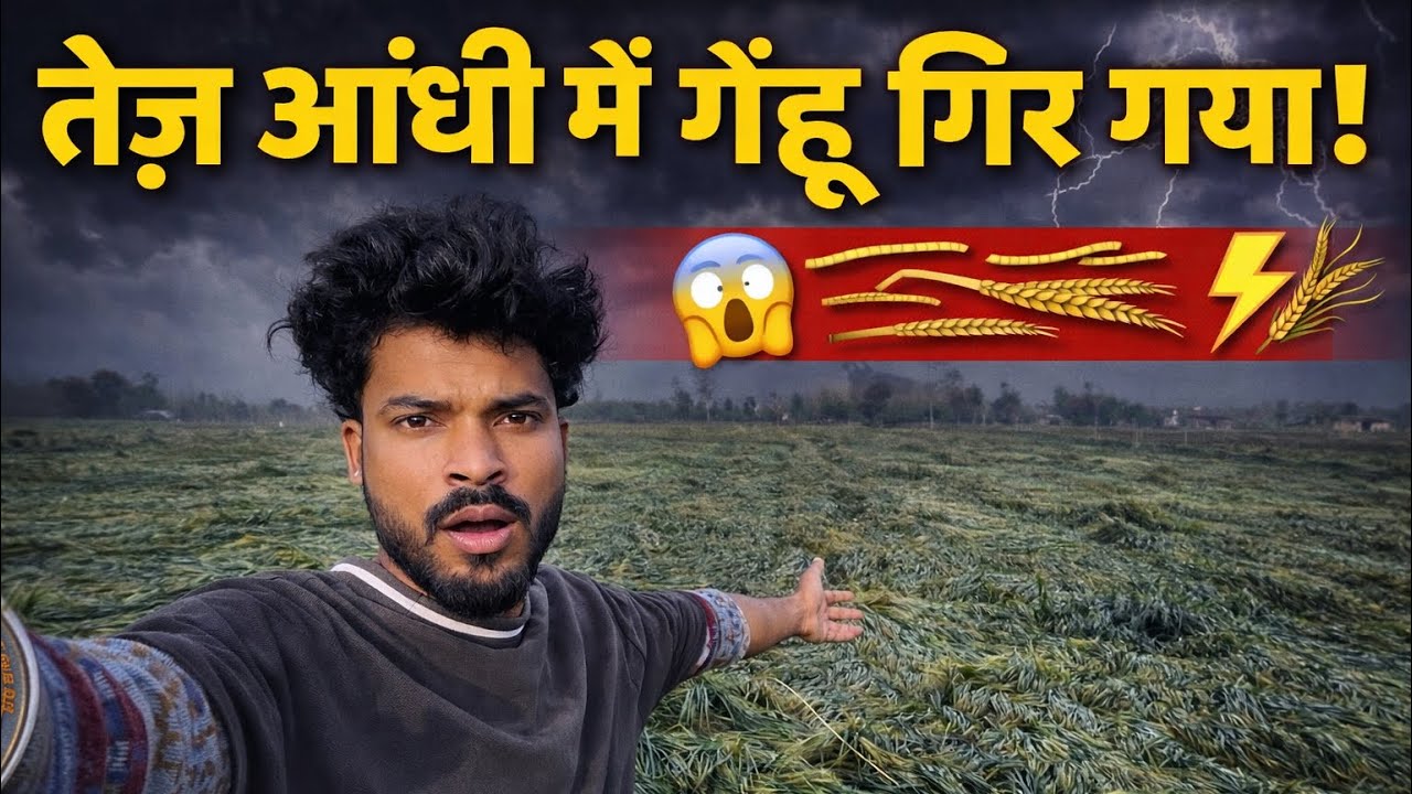 तेज आंधी में गेहूं की पूरी फसल बर्बाद! 🌾😢	2.	रात की आंधी ने किसानों की मेएक आंधी में पूरी फसल खराब!
