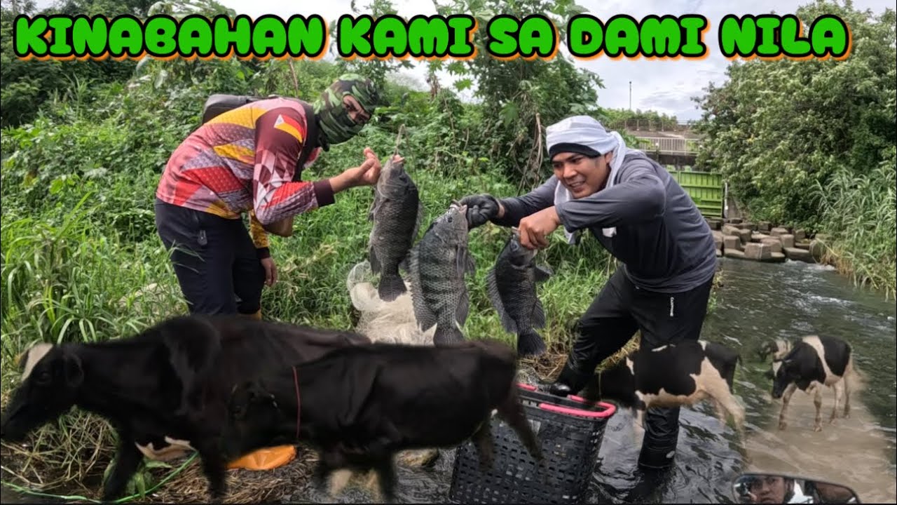 SINUGUD KAMI NG MALALAKING BAKA SA TABING ILOG?