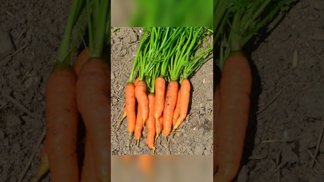 Top 5 Vitamin A Vegetables And Fruits Collections With Pictures 