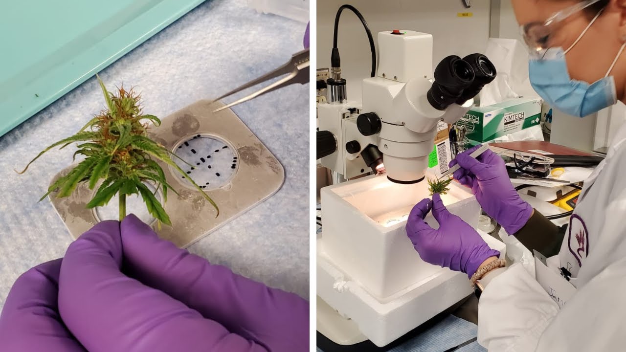 Inside cannabis flowers and chemistry