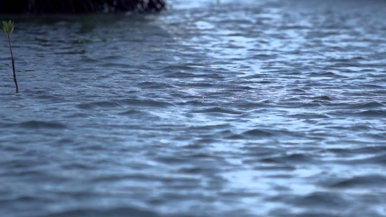 Hawaii On the Fly II