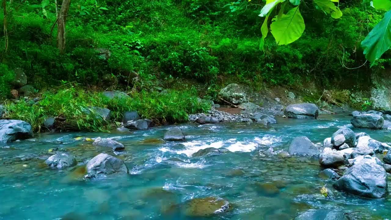 Forest Stream Sounds, 1+ Hour of Nature Sounds for Sleep and Relaxation