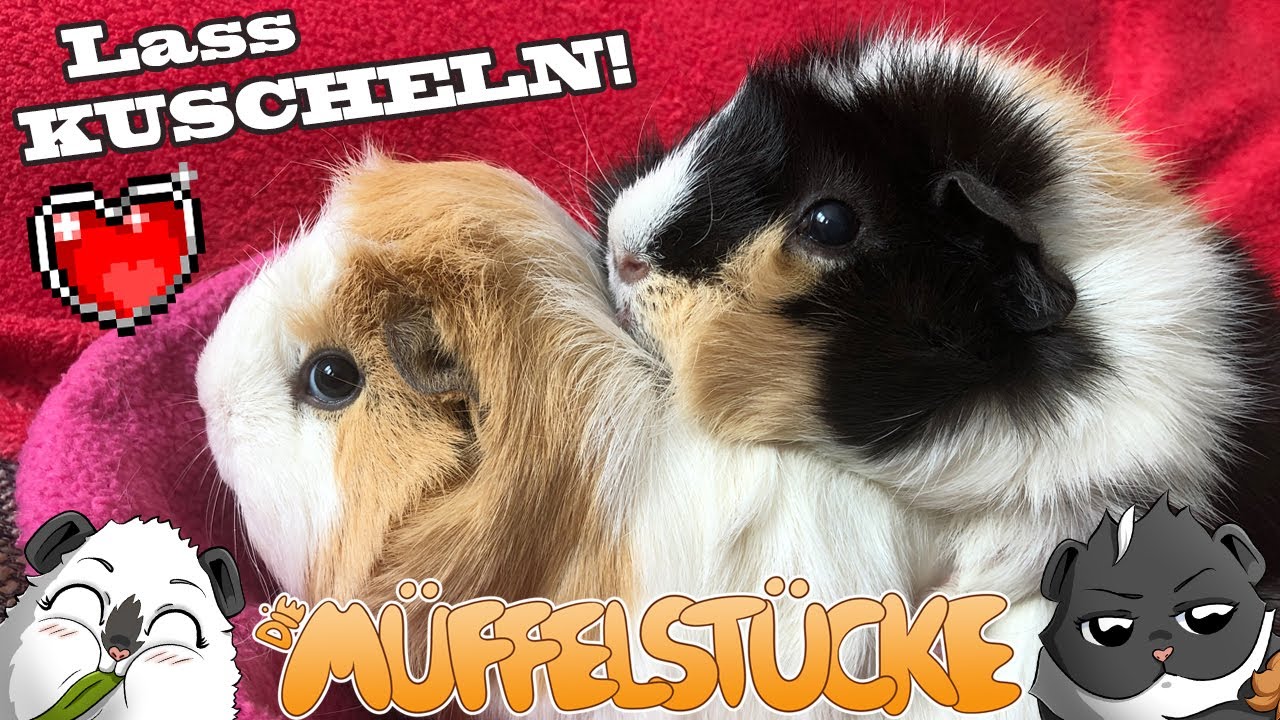 Crumble will Pudding besteigen, aber sie hat KEINE LUST! | Die Müffelstücke