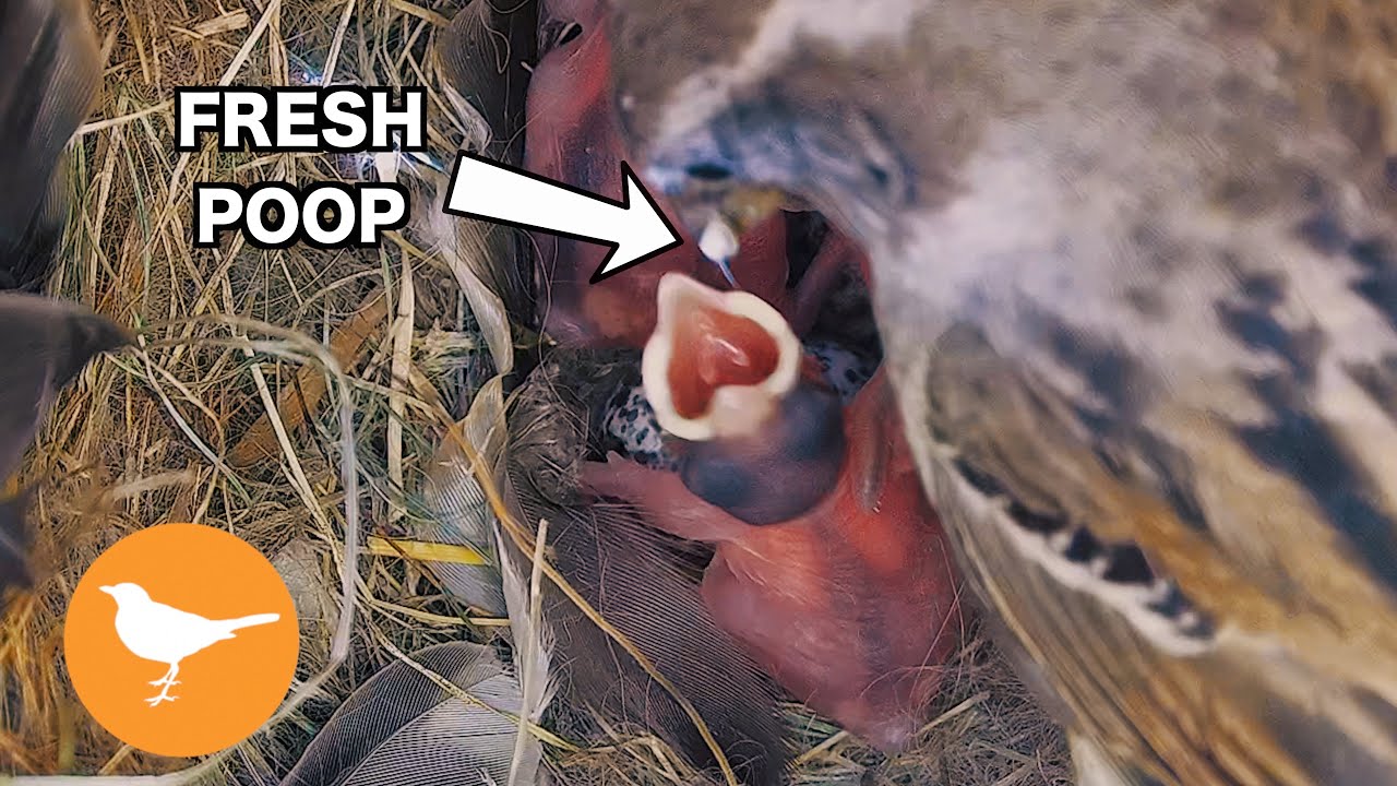 Mother Bird Feeds Chick POOP from Other Chick!