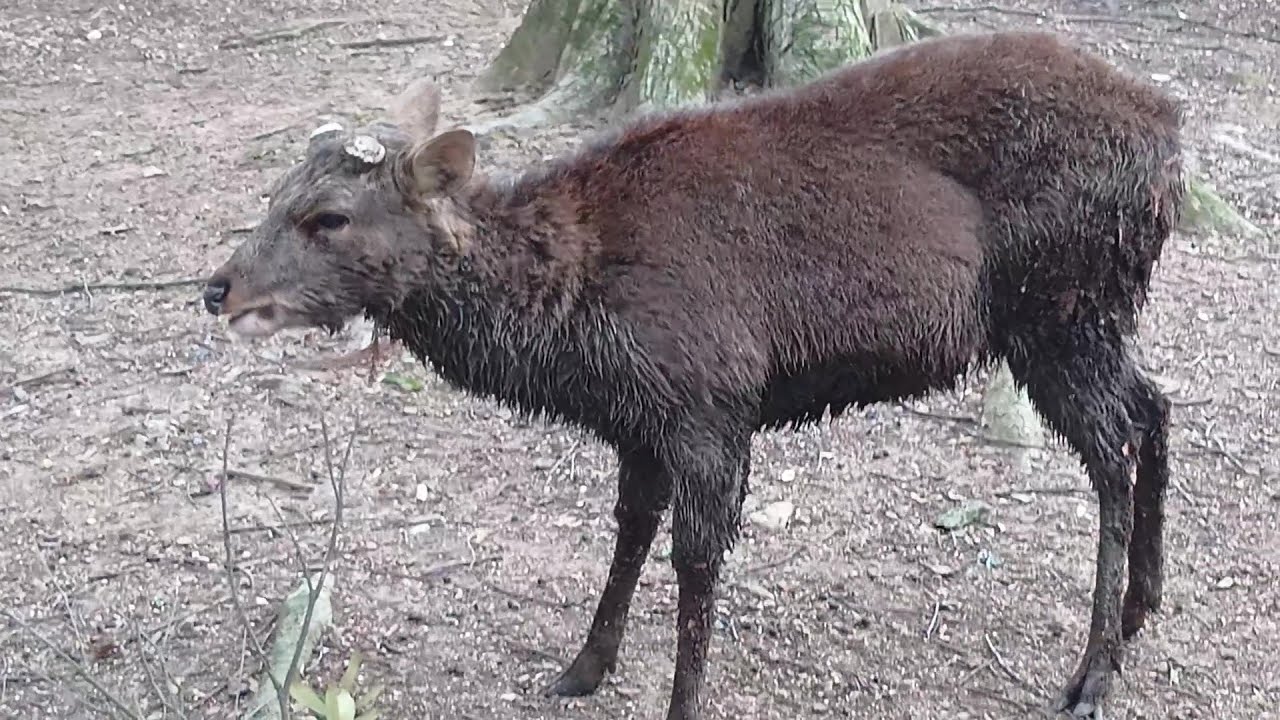 Deer of Nara Park #196 奈良公園の鹿さん