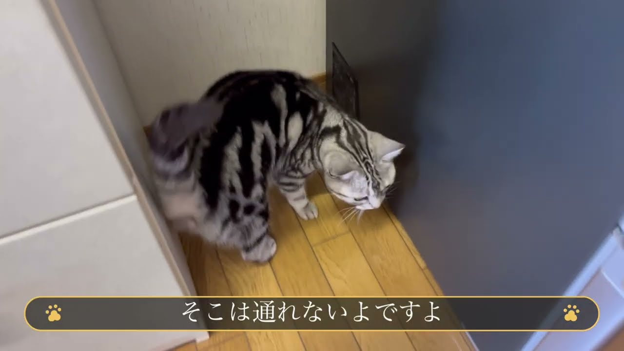 ごはんの支度中、がまんできずに食べちゃう猫。冷蔵庫を少し移動したら猫たちの反応は？