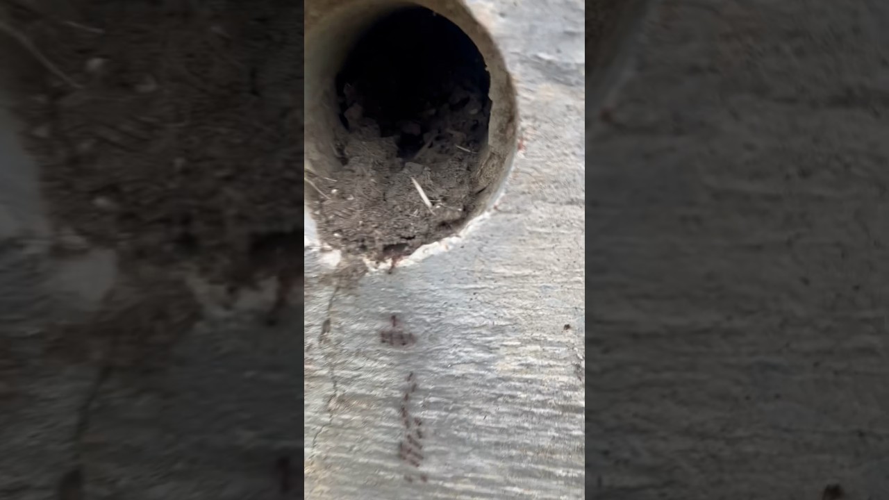 Ants are so fascinating 🐜 #outdoors #nature #natural #life #exploremore #wildlife