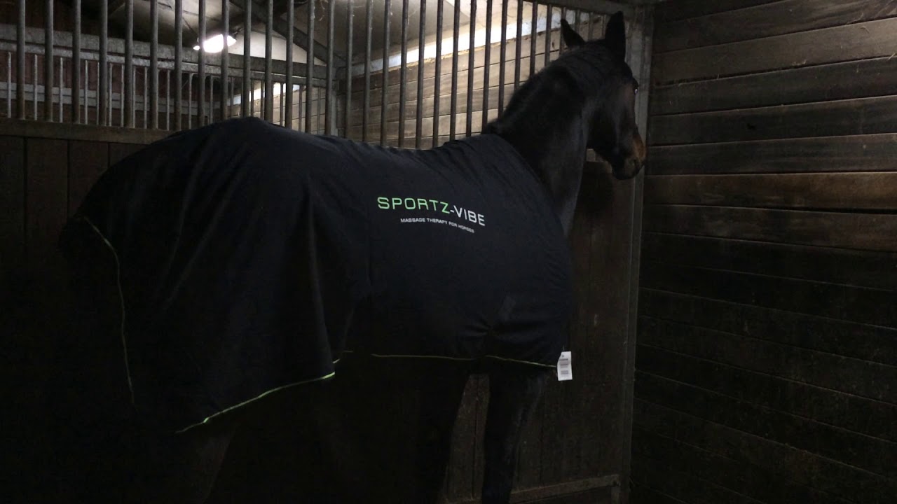 Erfahrungen Sportzvibe Testpferd 2 -Produkttest-