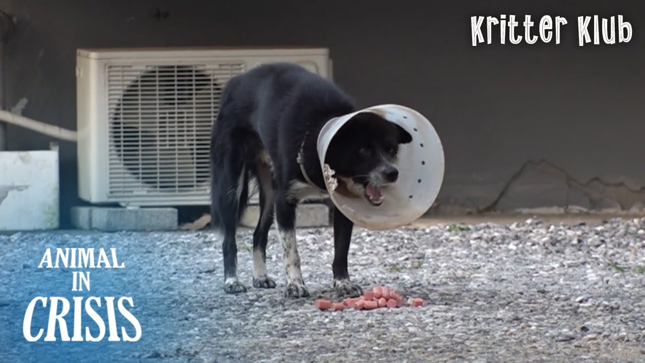 Бродячая собака снова появилась с Cone l Animal в Crisis Ep 348