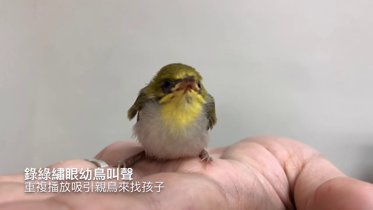 救援綠繡眼幼鳥被親鳥接回紀錄