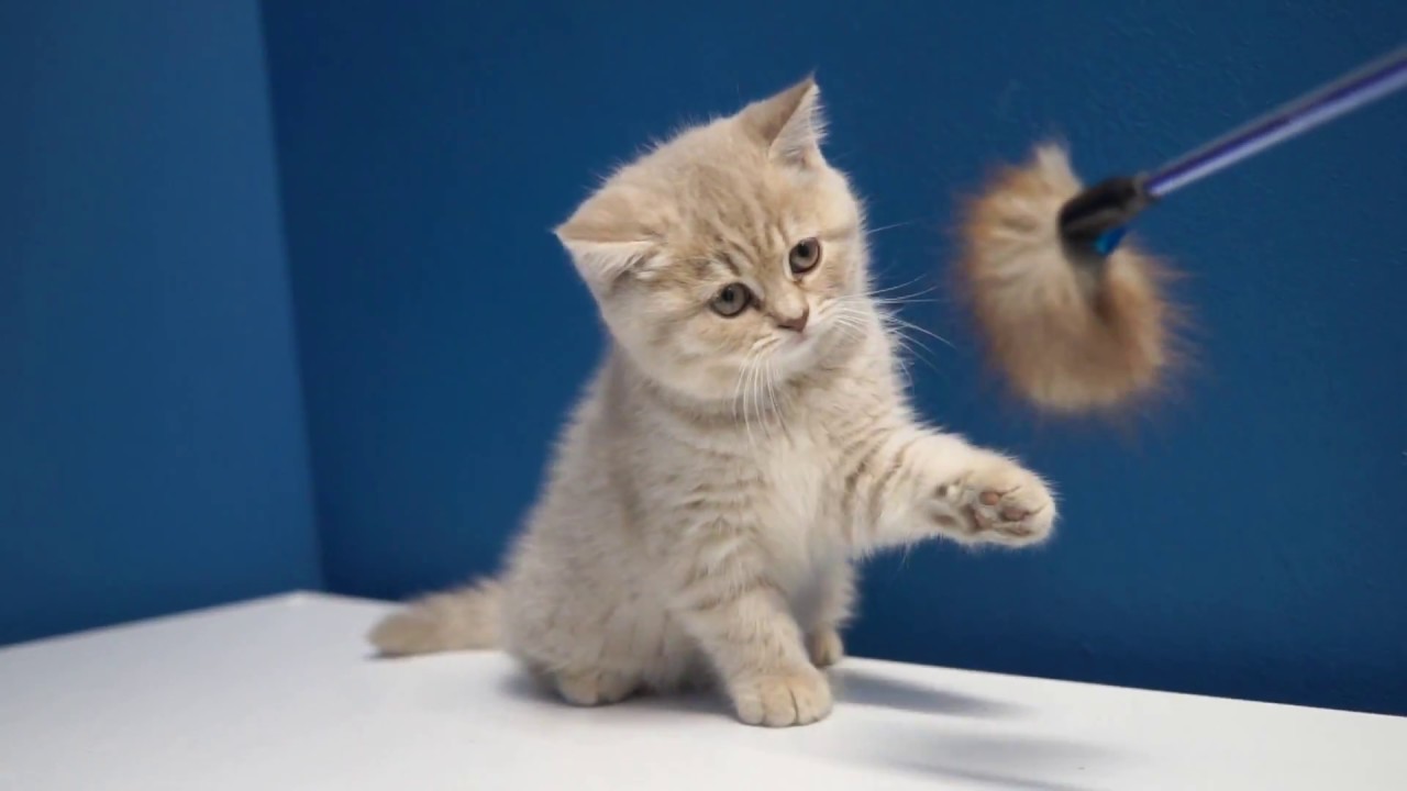 British shorthair male kitten, 2 months old, lilac tabby.