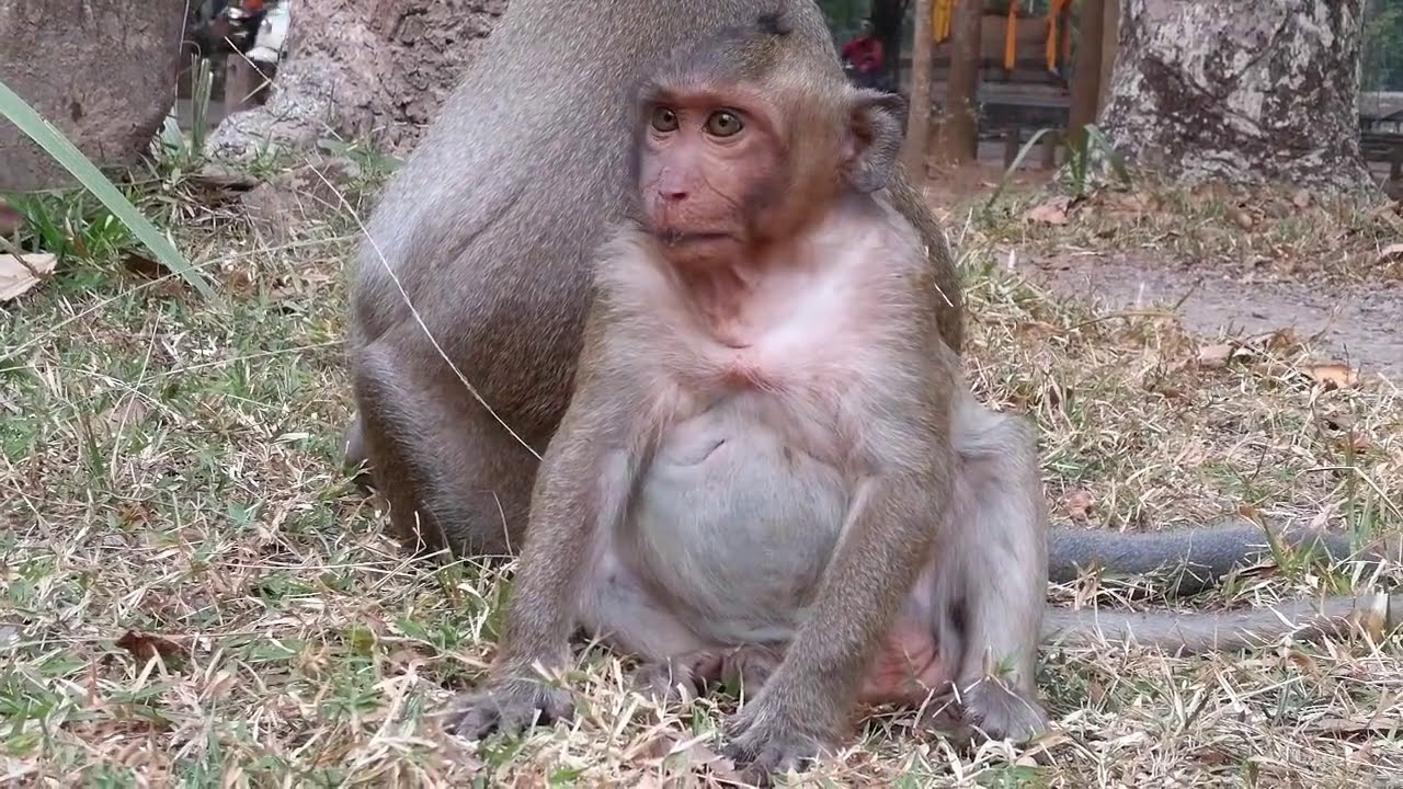 Big monkey bitten fat pig SweetPea monkey until cries,pity monkey hurt so much,