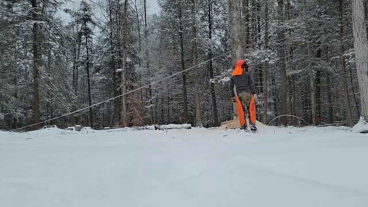 Tree Falling :: 26