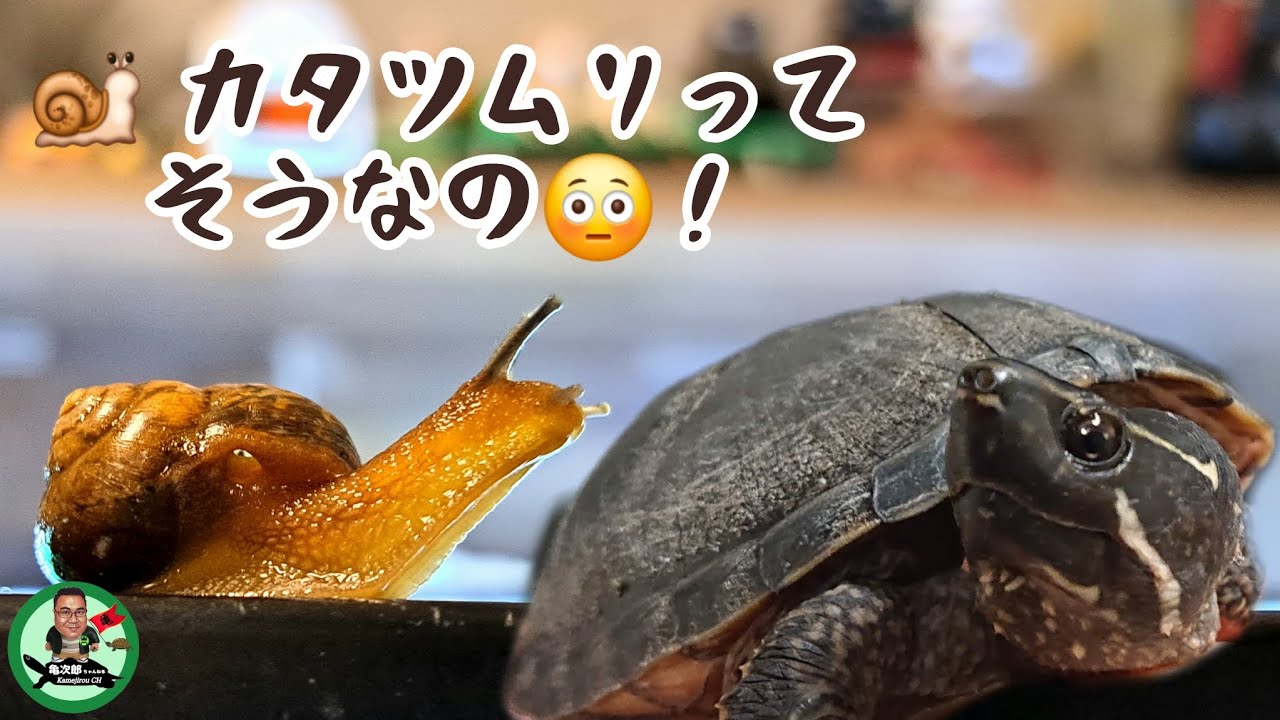 【ミシシッピニオイガメ】カタツムリってそうなの！