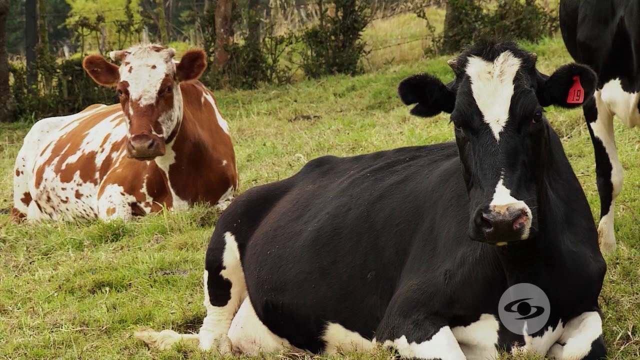 Uso de biodigestores para producir gas y abono