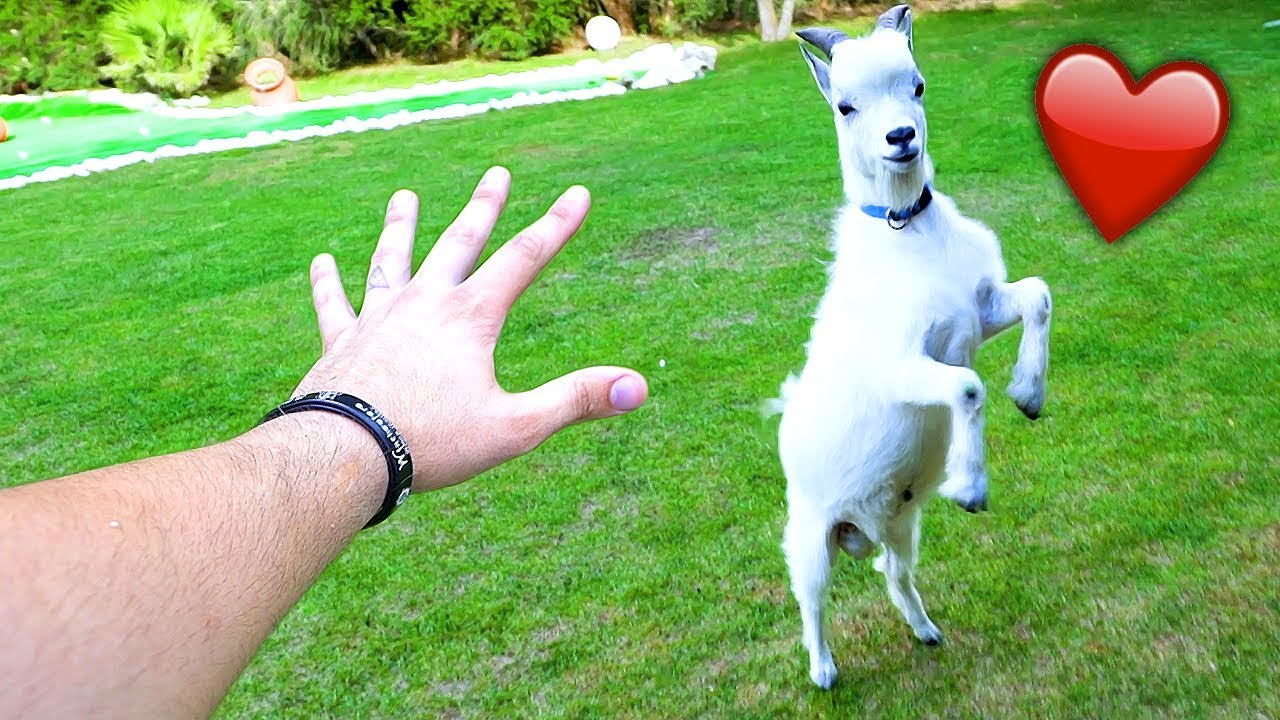 COMO É BRINCAR COM O MEU CABRITO ?  ( VIDEO FOFO )