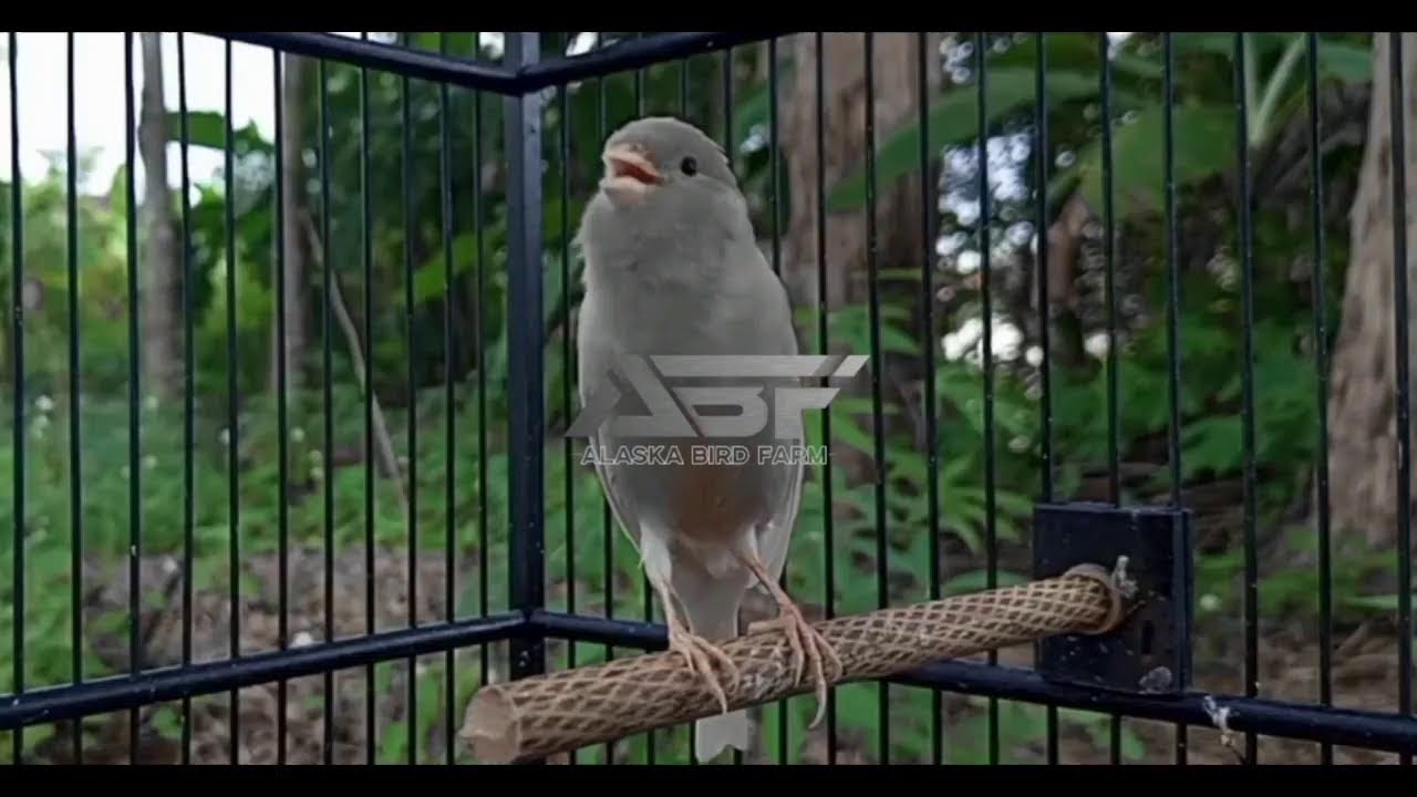 PANCINGAN KENARI PAGI HARI,KENARI MACET JADI GACOR IKUT GOYANG GOYANG