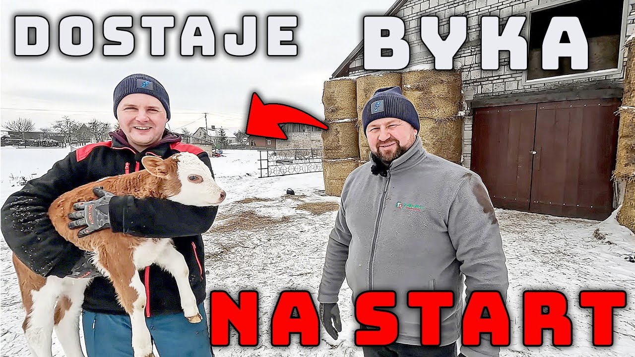 WCHODZĘ W HODOWLĘ BYKÓW - PIERWSZY CIELAK NA START - NAMÓWILI MNIE