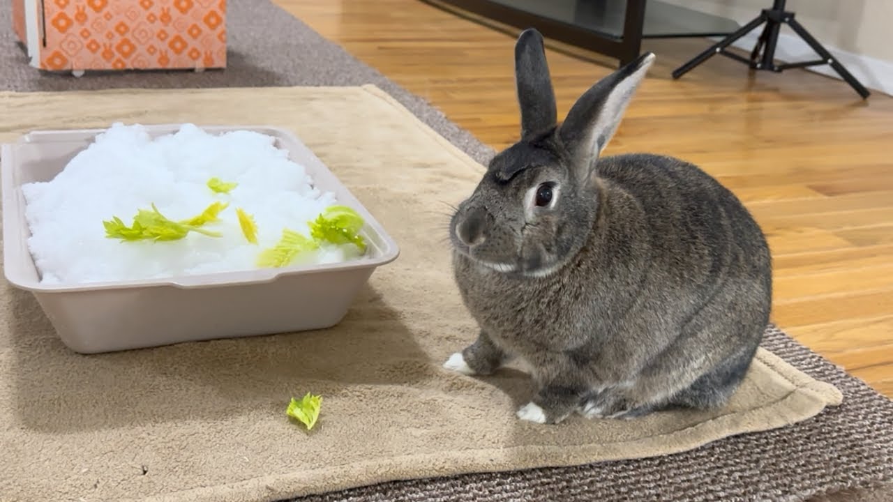 Snow Brings Joy to One Bunny ❄️🐰 & Recovery Update🌹💕