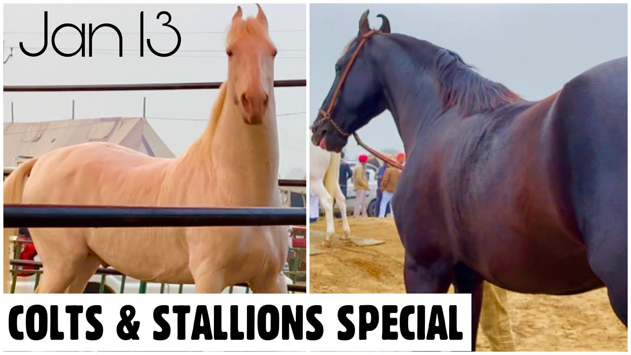 Muktsar Horse Fair 2022 | Colts & Stallions Special | Jan 13 Maghi Mela Ghoda Mandi