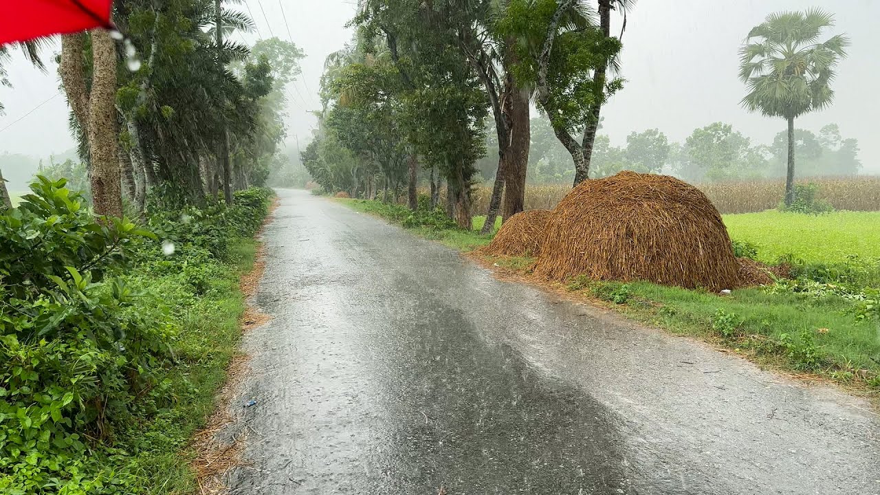 Walking in the Rain in Bangladesh, Most Beautiful Village Area | Village life Rain Ambience