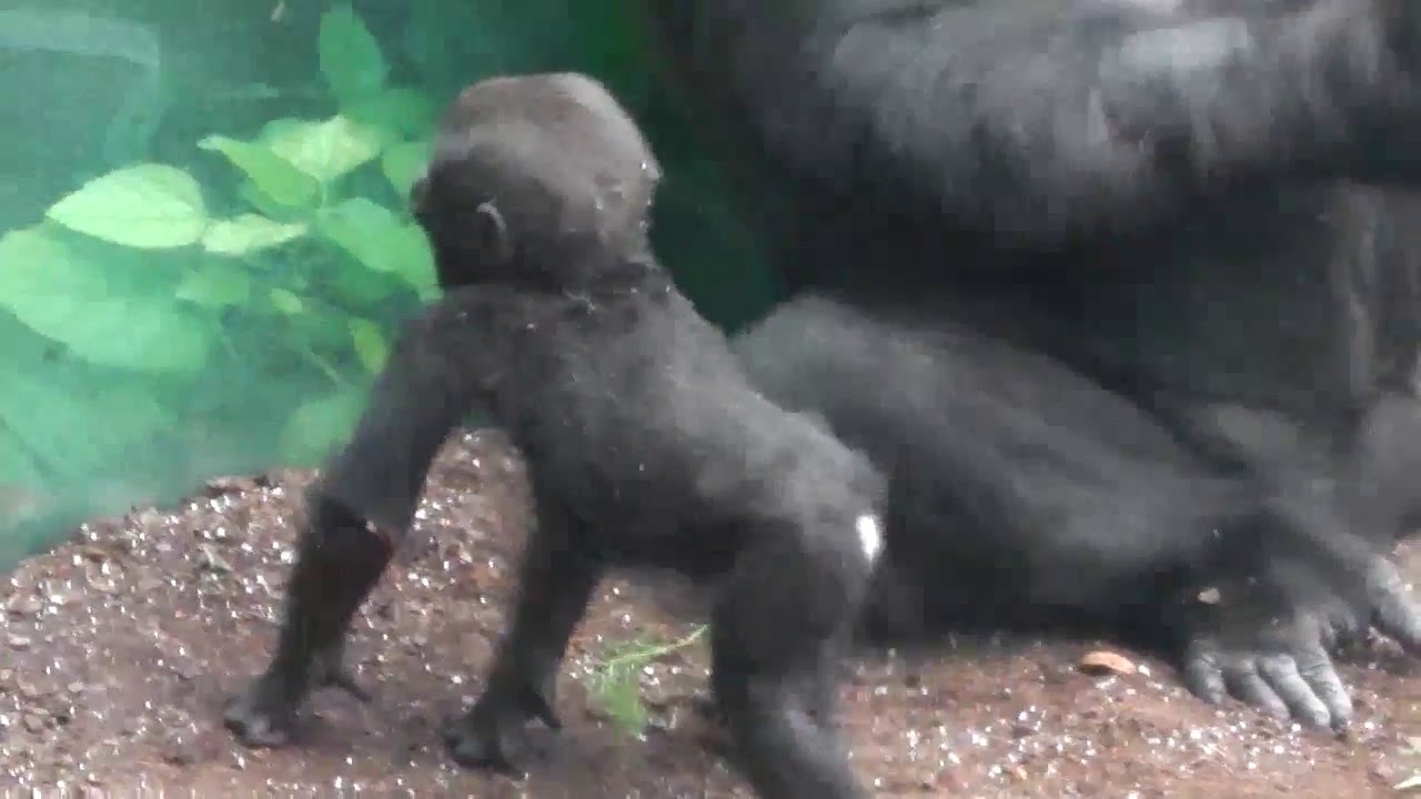 Gorilla Big Brother - Munich Zoo - Tierpark Hellabrunn