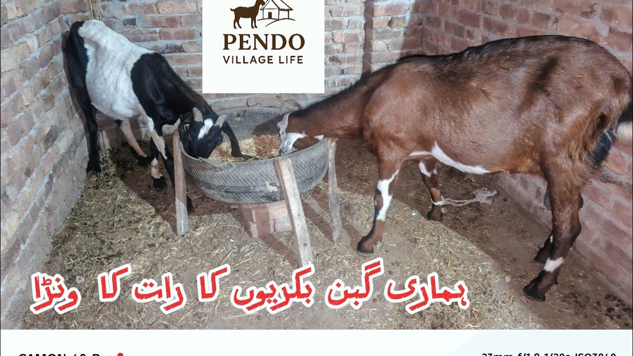 “Night time feeding routine for our pregnant goat.”