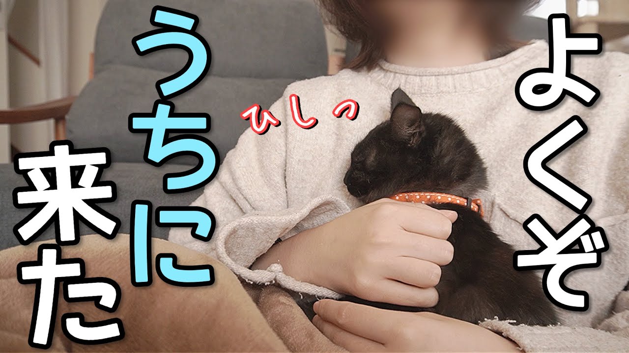 【自分の家だと思っていいんだよ】成長していくにつれて図々しくなってきた子猫