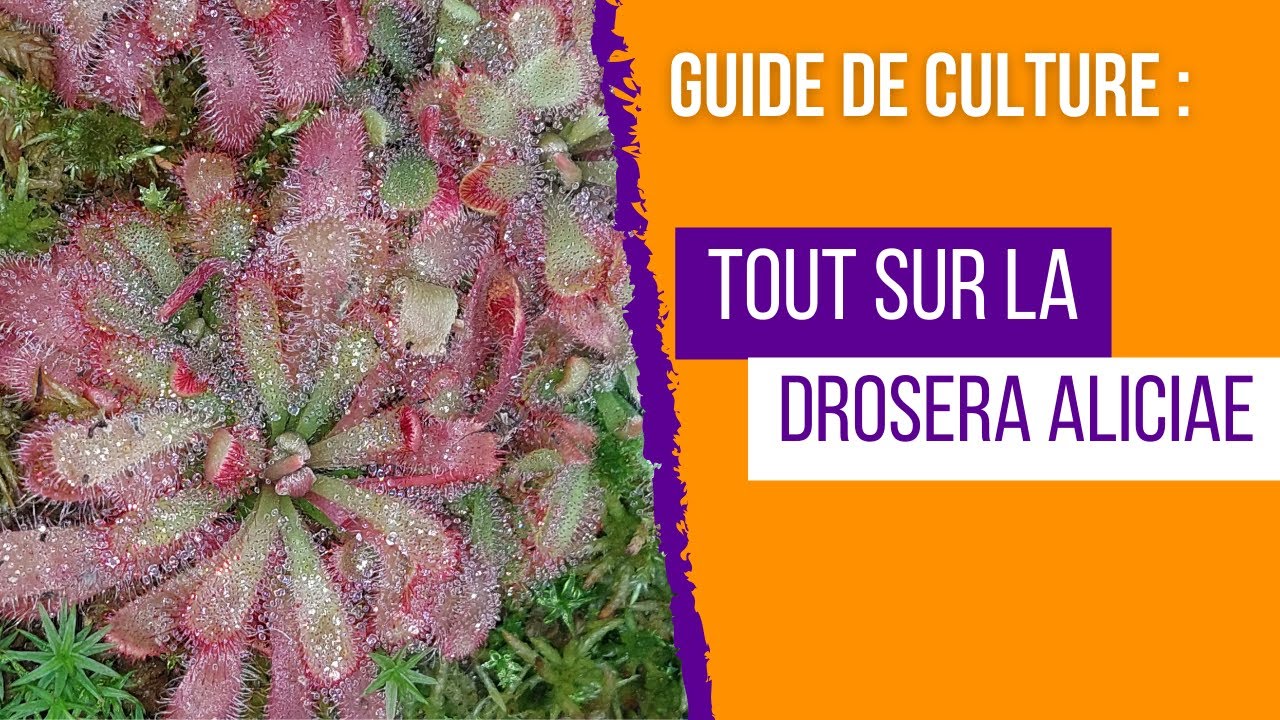 Guide complet de culture des Drosera aliciae Réussir facilement la culture de cette plante carnivore