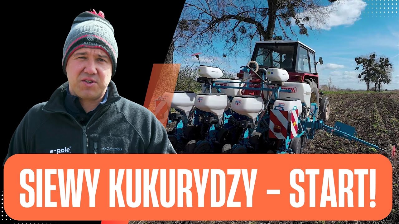 ✨🌽Siew kukurydzy 2025. Najważniejsze zasady, o których nie zapomnij! Porady Karola | e-pole
