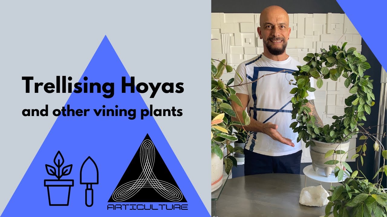 Trellising your Hoyas and other vining plants