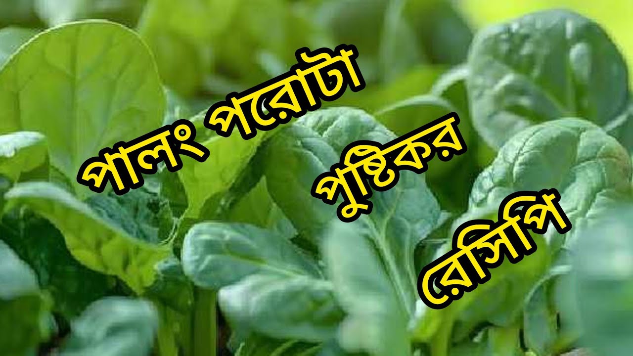 পুষ্টিকর রেসিপি ভীষণ সহজ অথচ অসাধারণ খেতে পালংশাকের পরোটা এই ভাবে বানিয়ে খেয়ে দেখুন দূর্দান্ত লাগবে