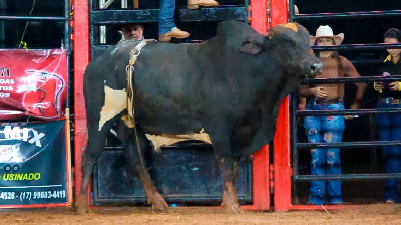 DISPUTA FINAL em TOUROS | Rodeio de PALMEIRA D' OESTE-SP 2024