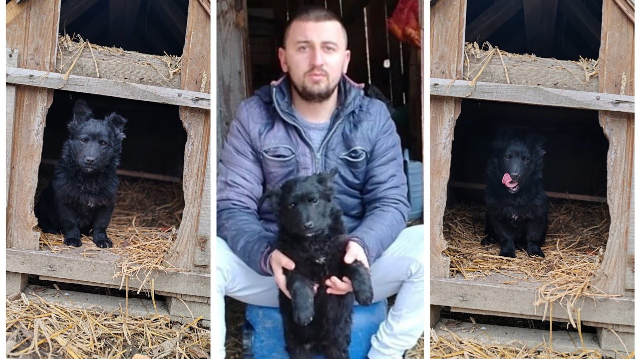 PULIN. Hrvatski, Srpski ili Mađarski pas? Najbolji pas sa nasih prostora