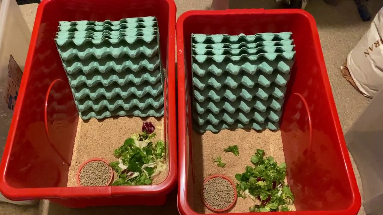 How to set-up  a Dubia Roach Colony