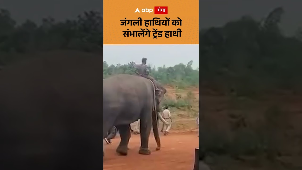 Viral elephant video : जंगली हाथियों को संभालेंगे ट्रेंड हाथी | ABP GANGA SHORTS