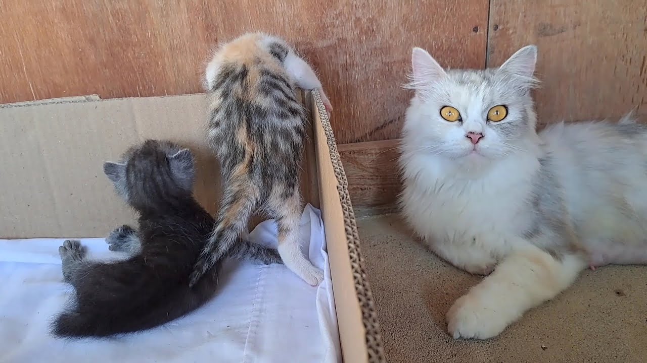 mother cat ignores her hungry kittens trying to get out of the box