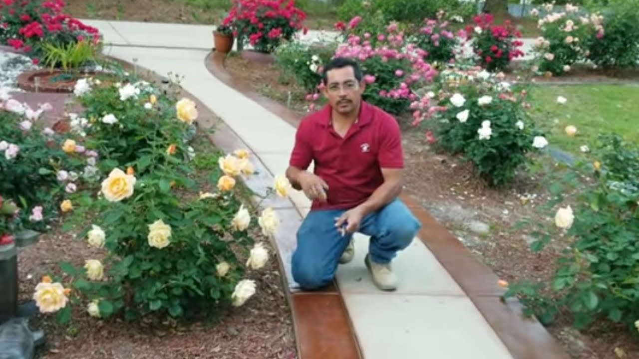 como podar las rosas Hazlo tu mismo