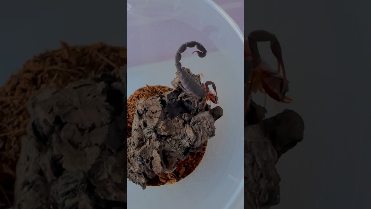 🦂 𝑻𝒆𝒓𝒖𝒆𝒍𝒊𝒖𝒔 (𝒆𝒙. 𝑮𝒓𝒐𝒔𝒑𝒉𝒖𝒔) 𝒈𝒓𝒂𝒏𝒅𝒊𝒅𝒊𝒆𝒓𝒊 