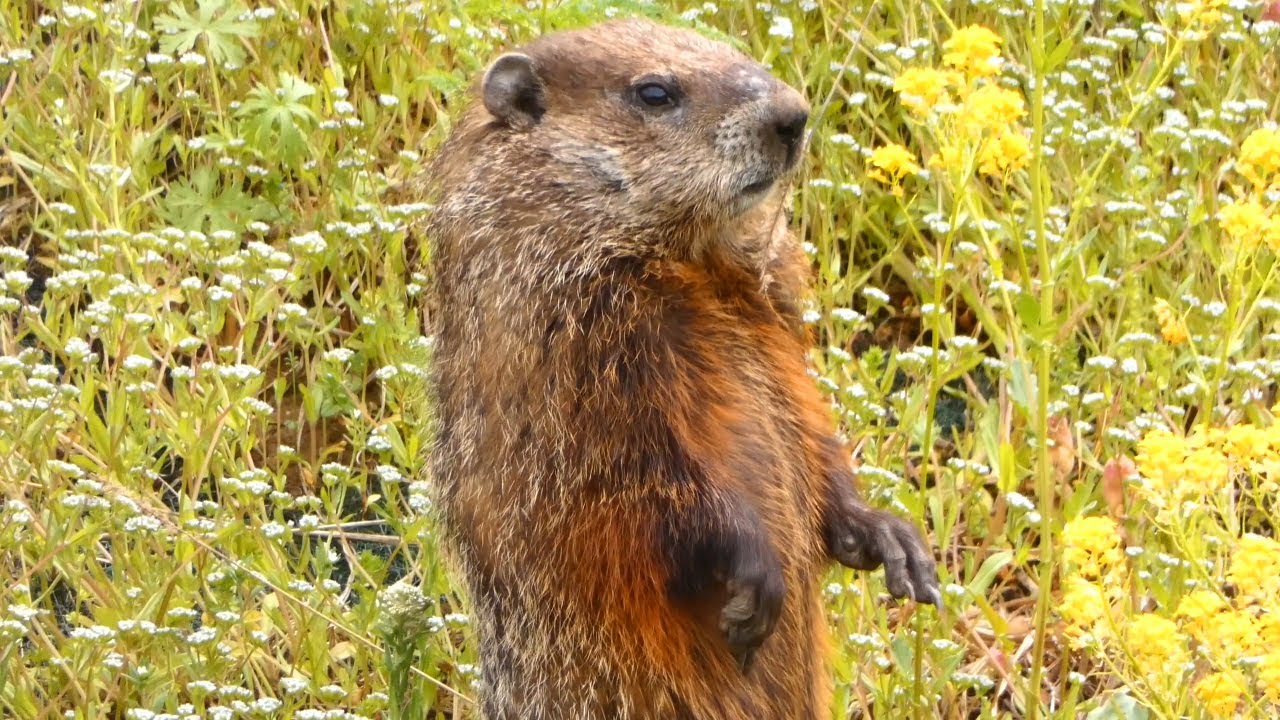 Groundhog coming out of hole / burrow, standing up, running, eating