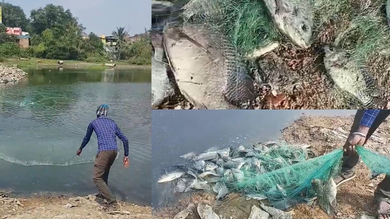 விசிறி வலையில் மாட்டிய 50 கிலோ ஜிலேபி மீன்கள் 